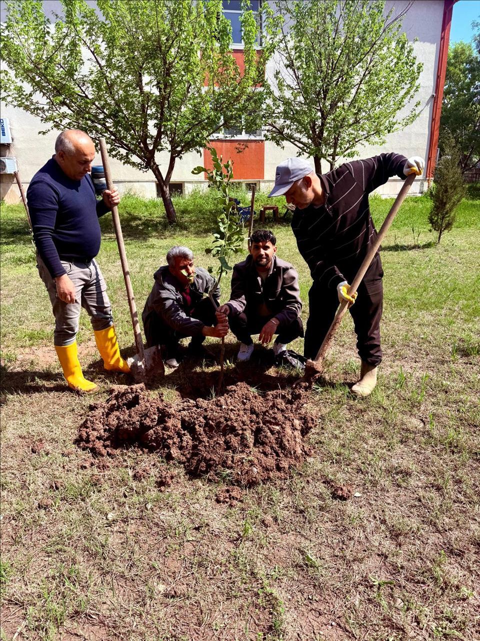 limon-agaclarimiz-dikildi